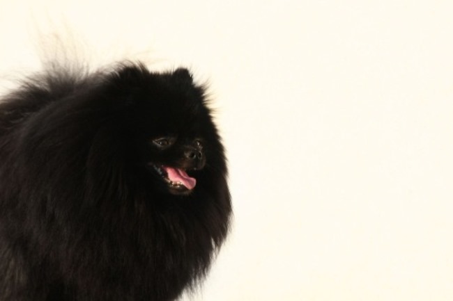 Собаки черного и коричневого окраса разводятся отдельно