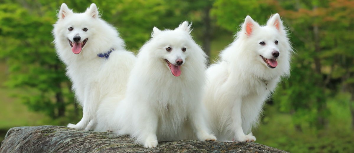 Японский шпиц: описание породы и характера собаки