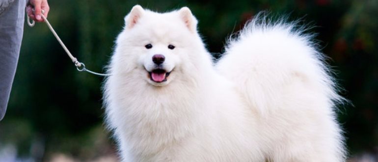 Немецкий Шпиц Фото Взрослой Собаки Белый