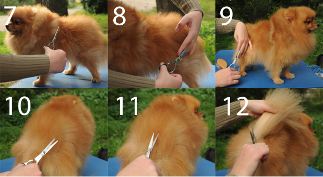 Как подстричь у собаки под хвостом